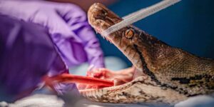 This 50-kilo python, suffering from a tumor, is the first snake to be treated with electrochemotherapy