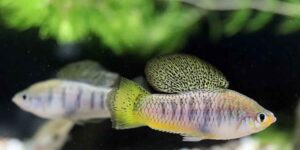 This river is so polluted that it ruins the fish’s sense of smell and pushes them to mate with the wrong species