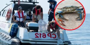 Thousands of farmed octopuses are about to be released into the Adriatic to counter the invasion of the blue crab