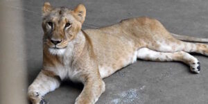 Three dead lionesses in the Tokyo zoo: the drama of animals in captivity in the era of extreme heat