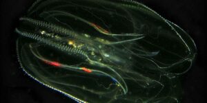 Thus the “cannibal of the sea” has conquered the Baltic and is putting native species at risk