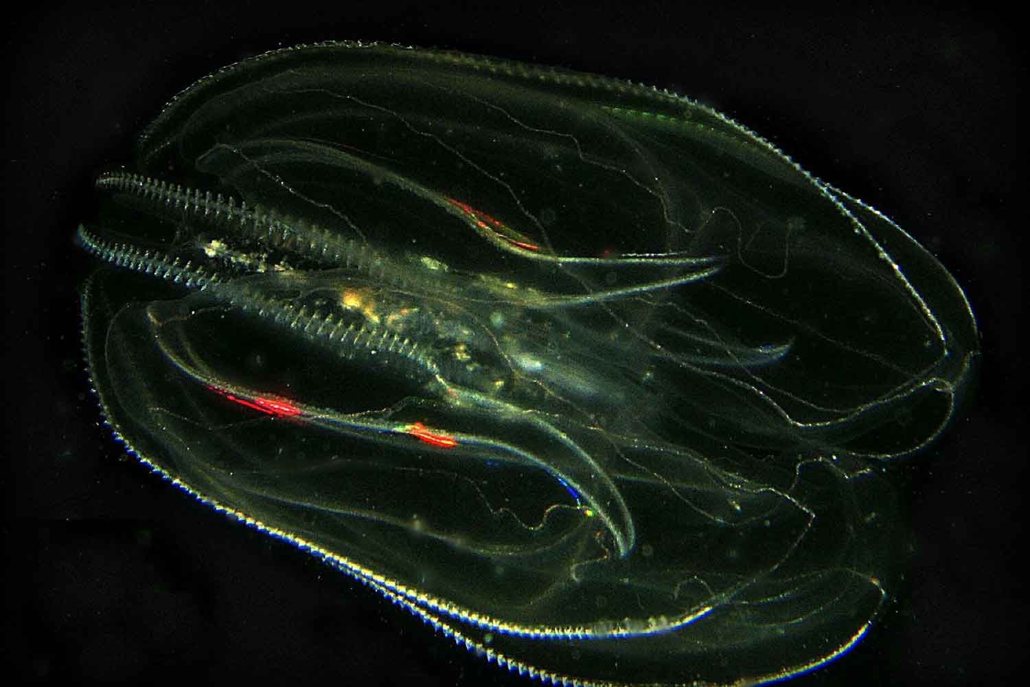 cannibale del mare Mnemiopsis leidyi