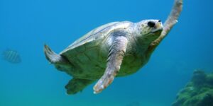 Why are sea turtles biting swimmers in Puglia? Experts explain the reasons (and what to do)