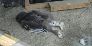 Why little owls sleep on their stomachs (and it’s all their head’s fault)