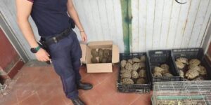 102 turtles of a protected species seized in the garden of a house in Catania