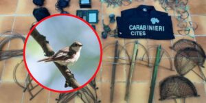 31 migratory birds that ended up in the hands of poachers in the Pre-Alps were saved (but over 90 pied flycatchers were found dead)