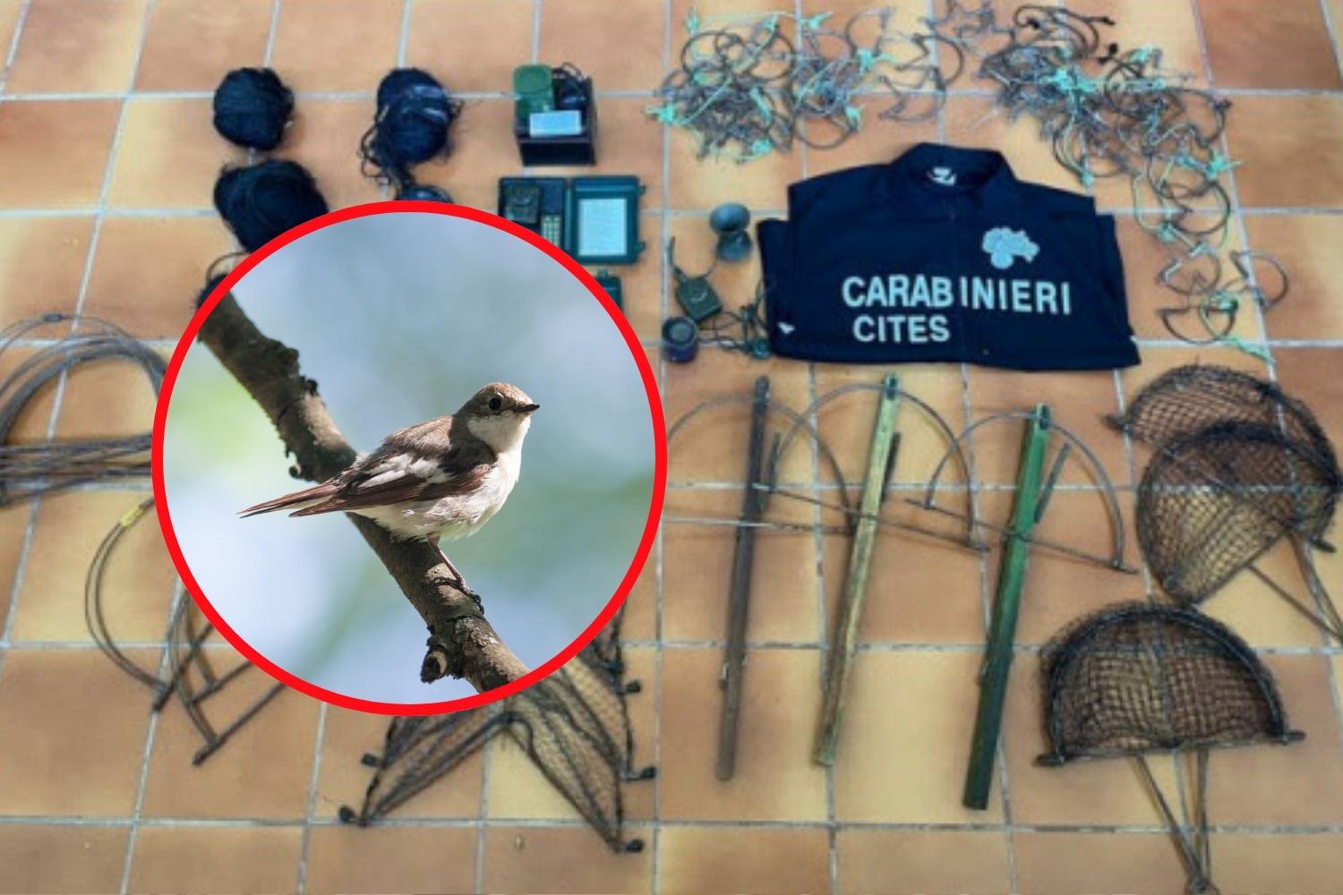 bracconaggio balie nere