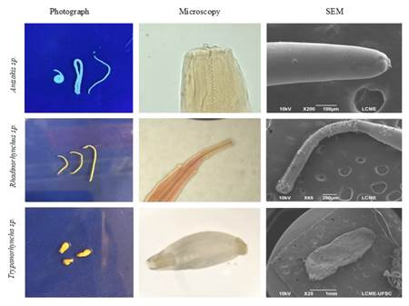 tuna parasites study 2