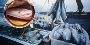 Tuna with parasites: 96% of the fish analyzed by these researchers are infested (even in the part we eat)
