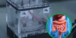 An artificial intestine that imitates the human one: the Italian innovation that aims to reduce animal testing