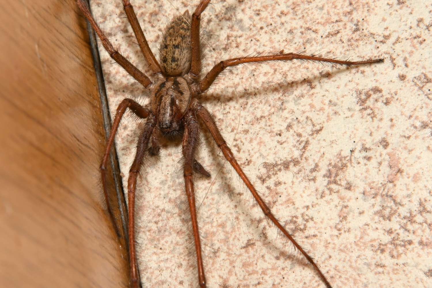 Eratigena atrica