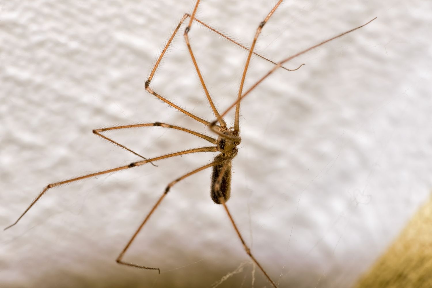 Pholcus phalangioides