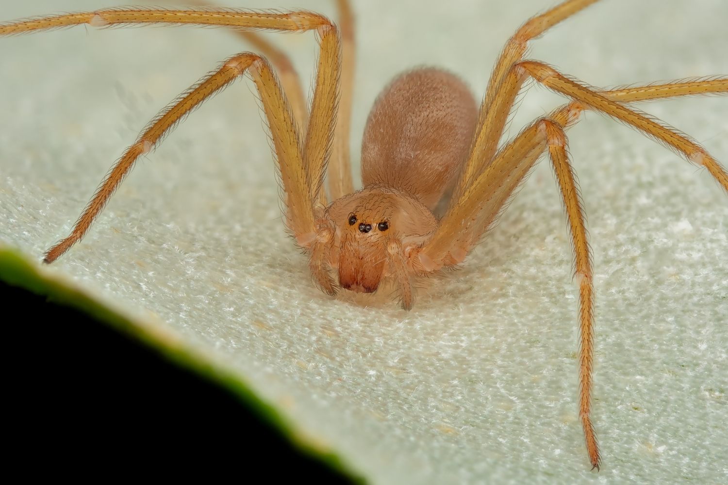 Loxosceles rufescens
