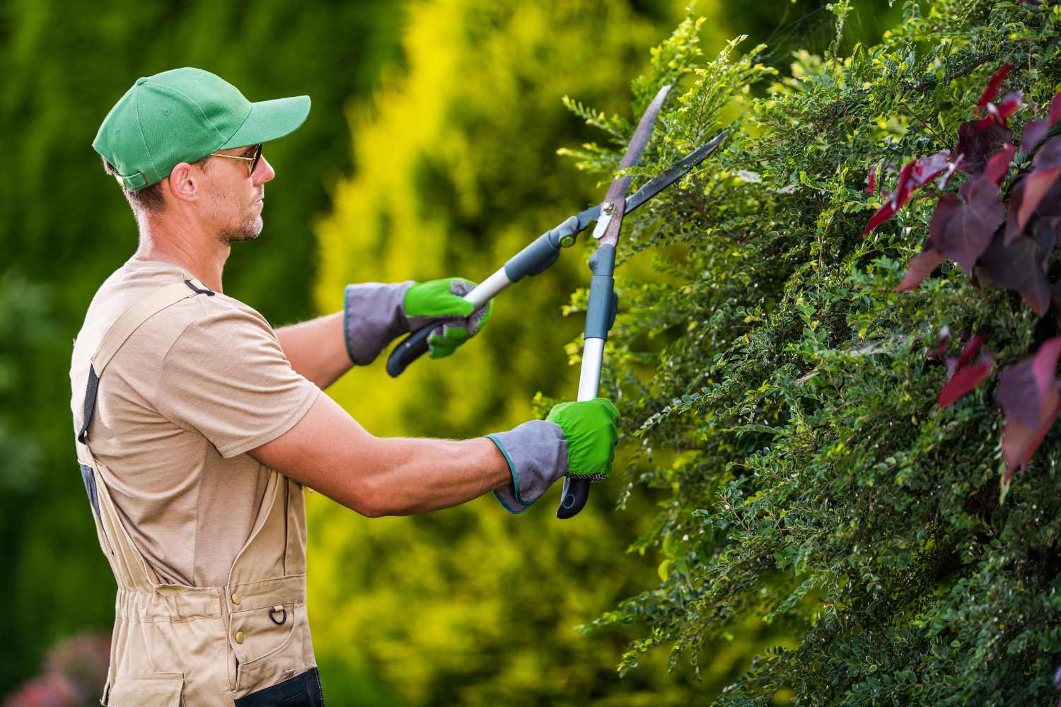 pruning
