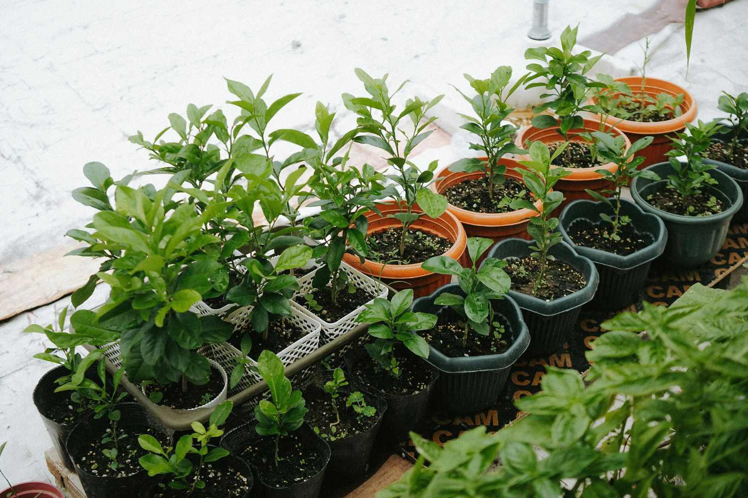 potted plant