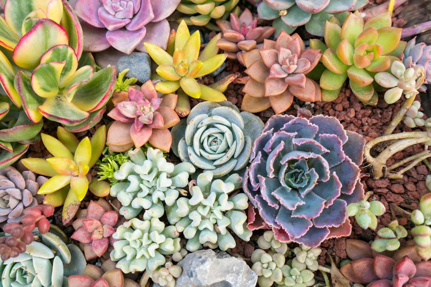 succulent plants