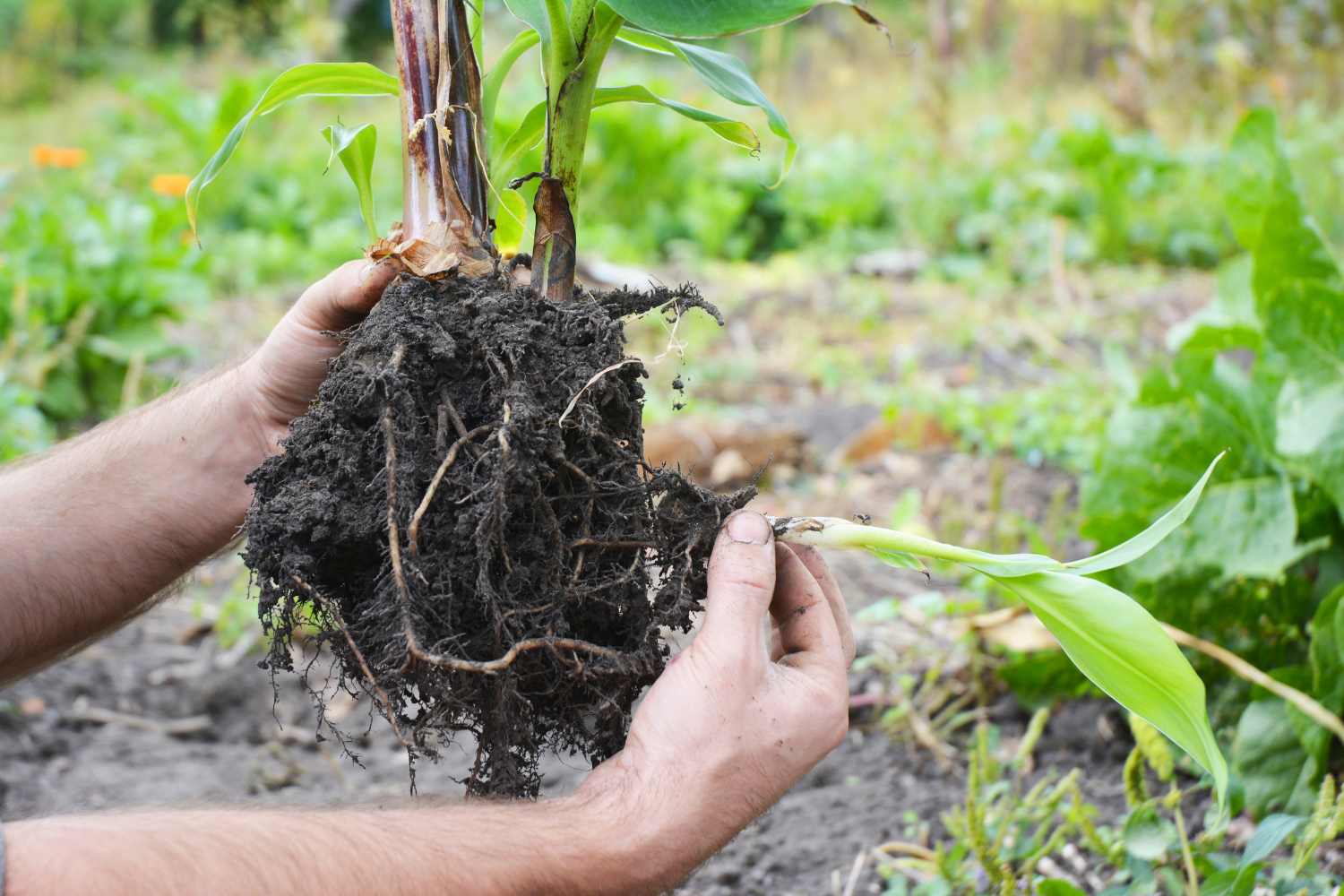 transplanting plants
