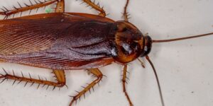 Cockroach milk is more nutritious than you think: Research wins IgNobel prize for chemistry