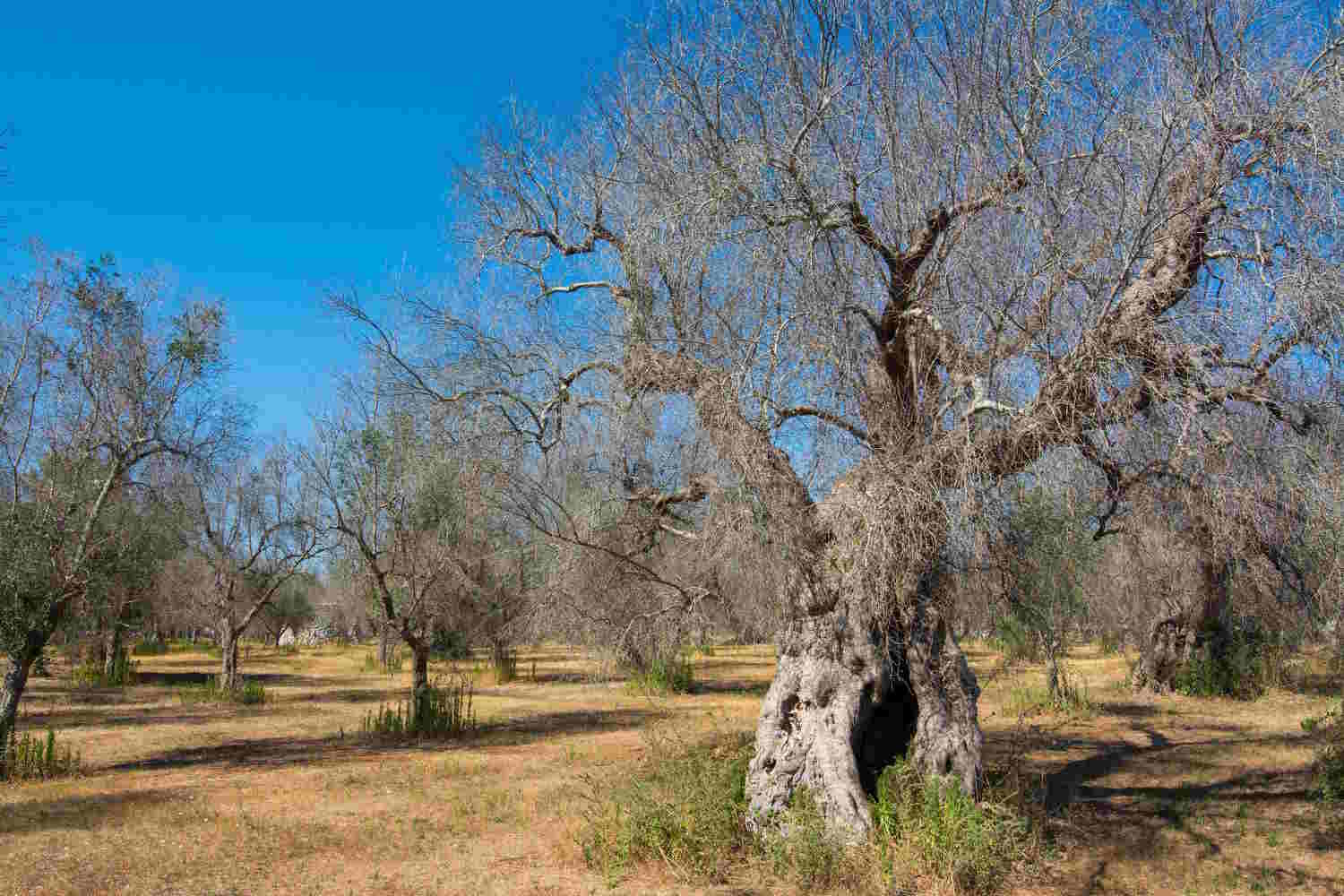 Xylella - PlantHealth4Life