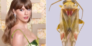 New insect species discovered in Australia and researchers named them after Taylor Swift: here’s why