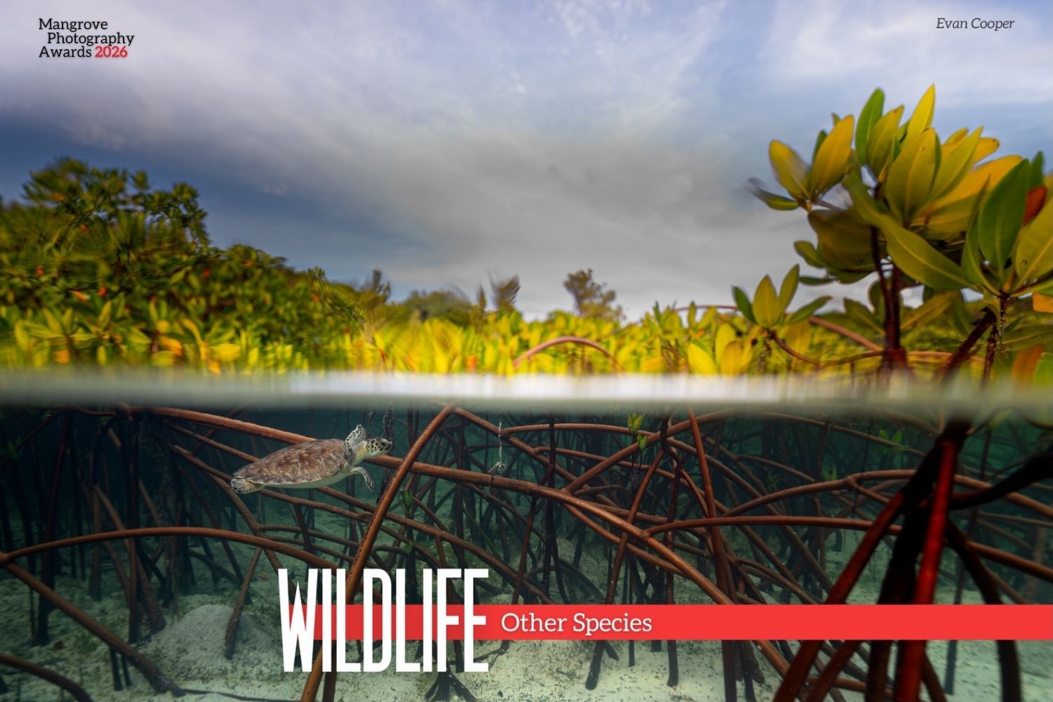 Mangrove Photography Awards 2026 4
