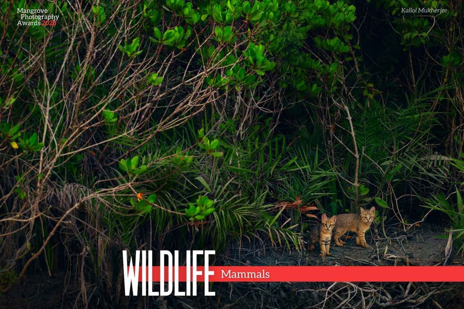Mangrove Photography Awards 2026 3