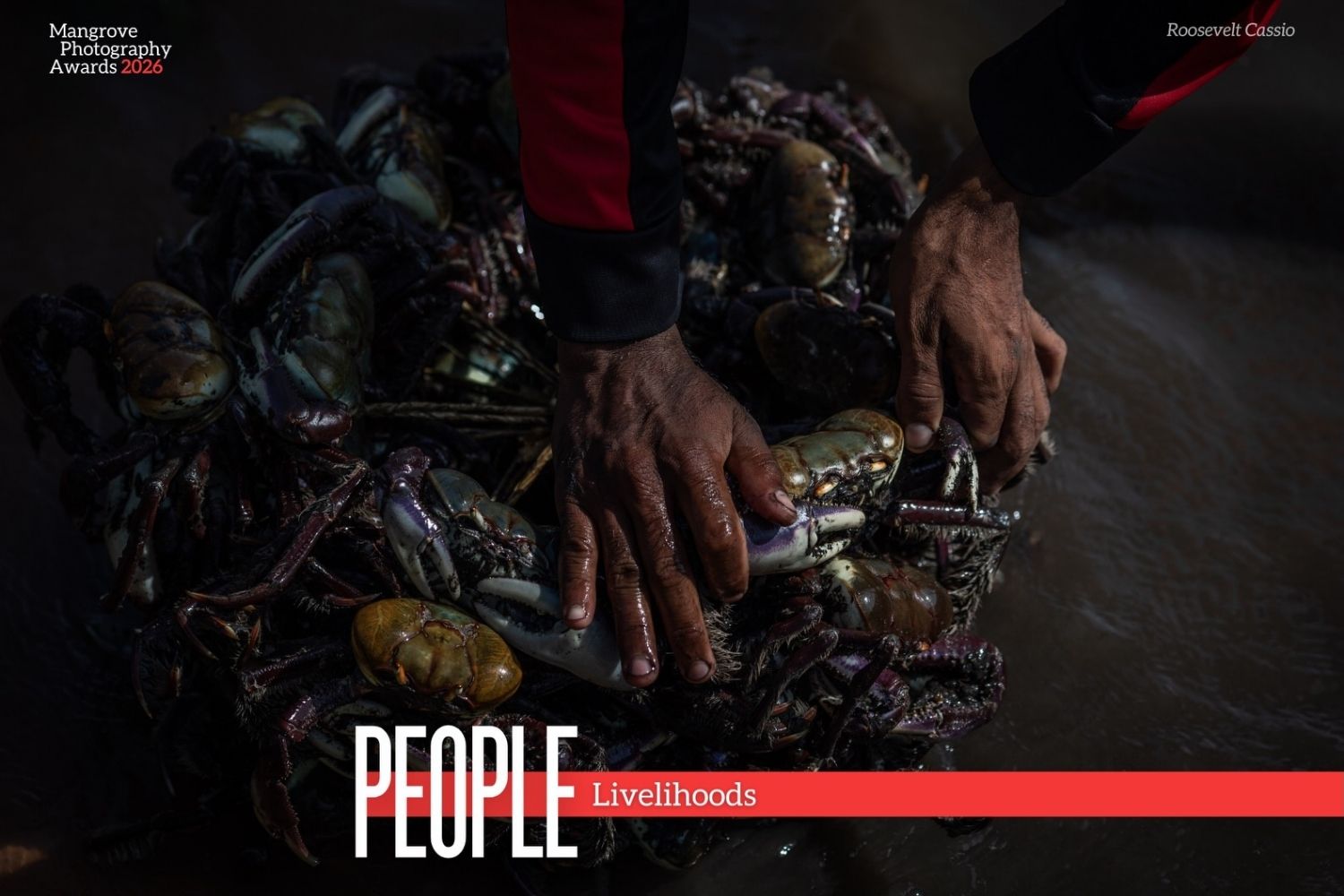 Mangrove Photography Awards 2026 10