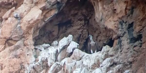 Splendid news arrives from the Madonie Park: after 70 years, the griffins are back