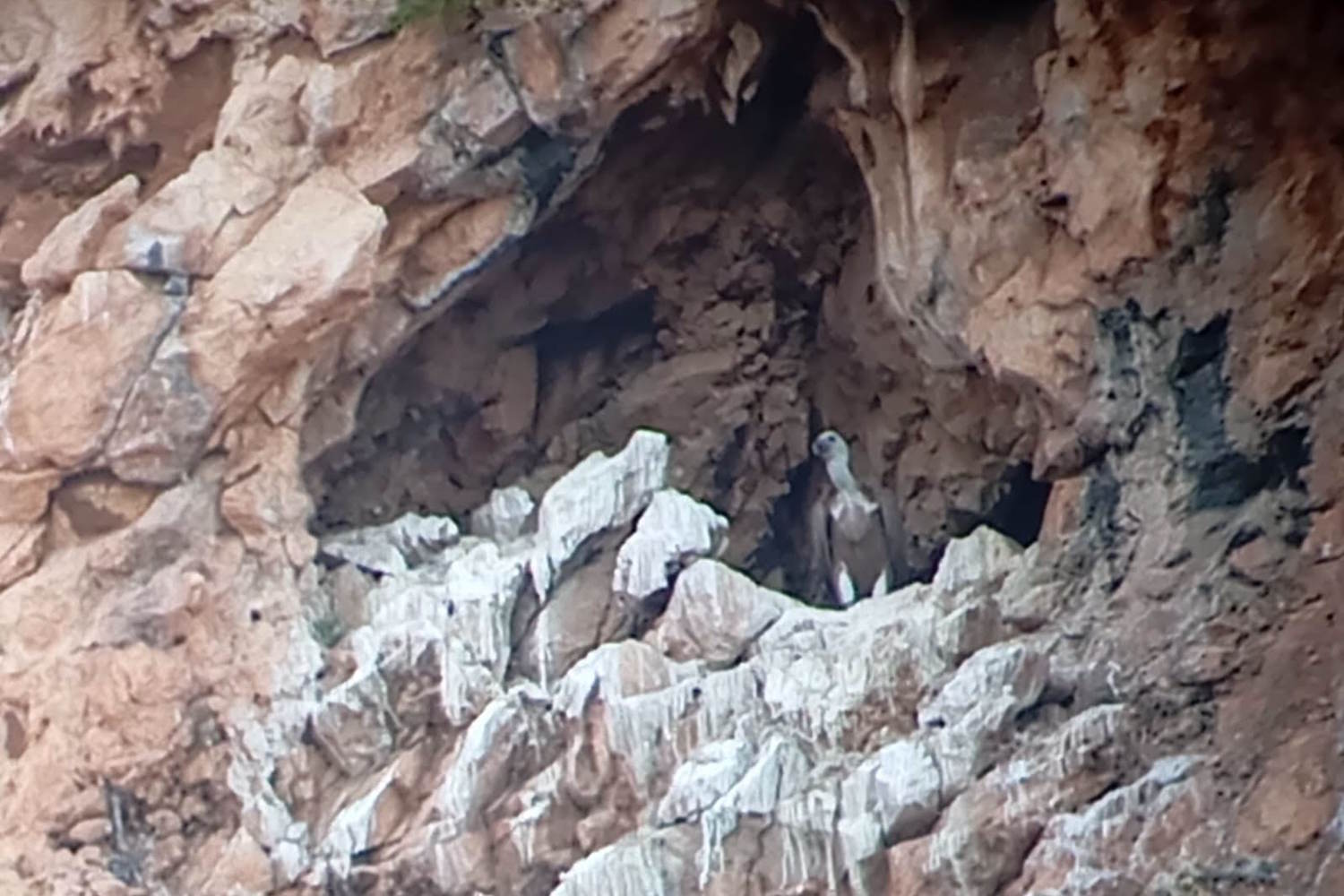 Splendid news arrives from the Madonie Park: after 70 years, the griffins are back