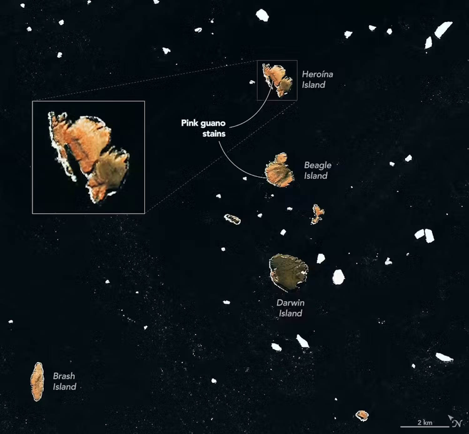 penguins feces climate change