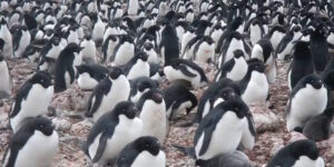 Climate change “can be seen” by looking at penguin feces, the study that throws reality in our faces