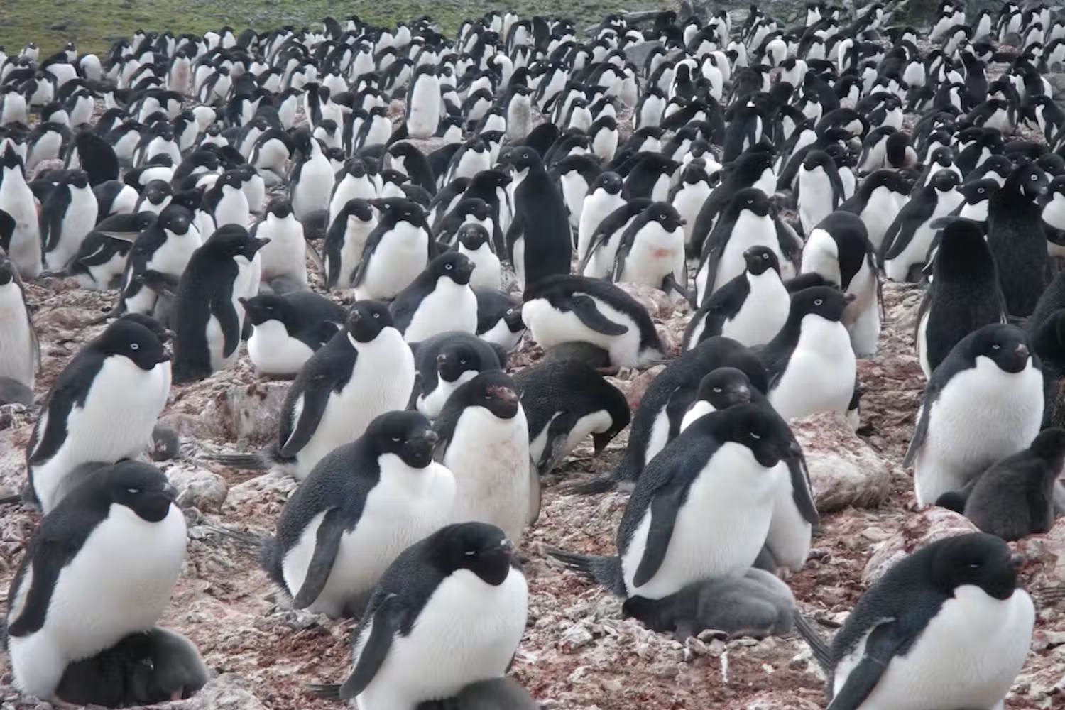 pinguini feci cambiamenti climatici
