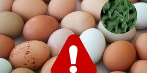 Three egg brands recalled due to Salmonella: watch out for this batch