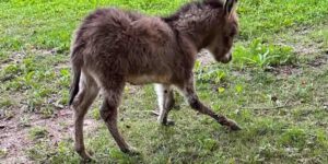 Goodbye to Forrest, the little donkey born with a serious malformation in his legs: all of Italy had mobilized to save him