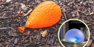 English scientists invent bio-latex balloon that degrades in the environment in a few months instead of several years