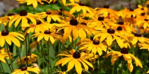 Rudbeckia: how to grow black-eyed Susan, the flower that colors the garden (at no cost) until autumn