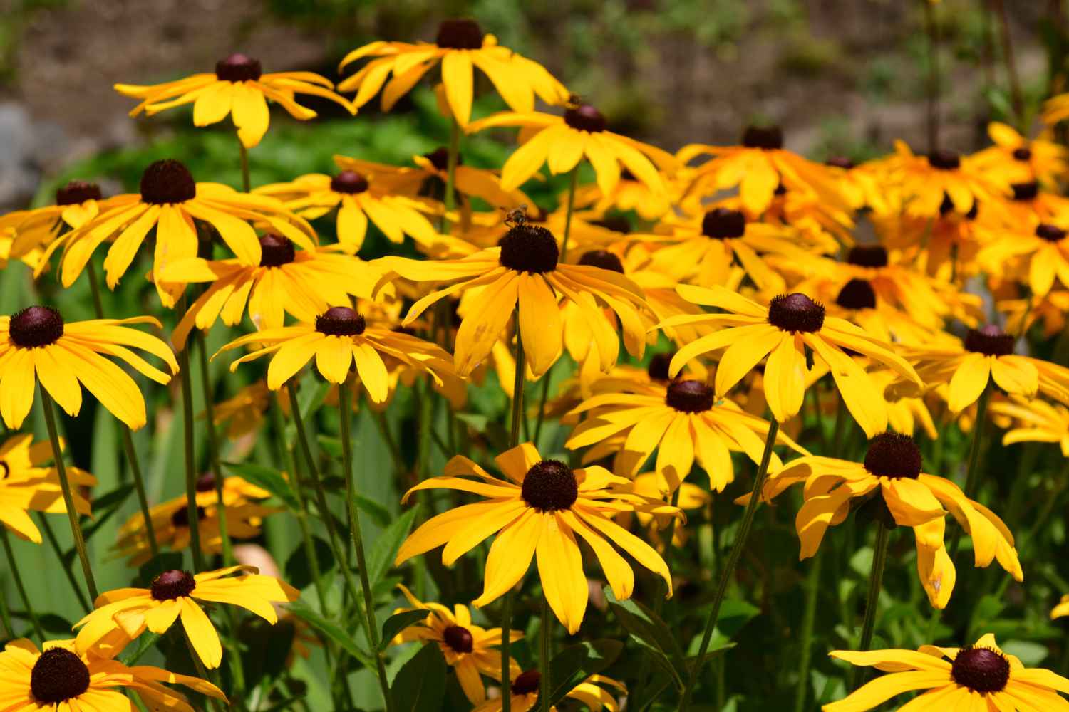 Rudbeckia: how to grow black-eyed Susan, the flower that colors the garden (at no cost) until autumn