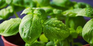 The refrigerator is basil’s worst enemy: here’s why (and what to do instead to have it available all winter)