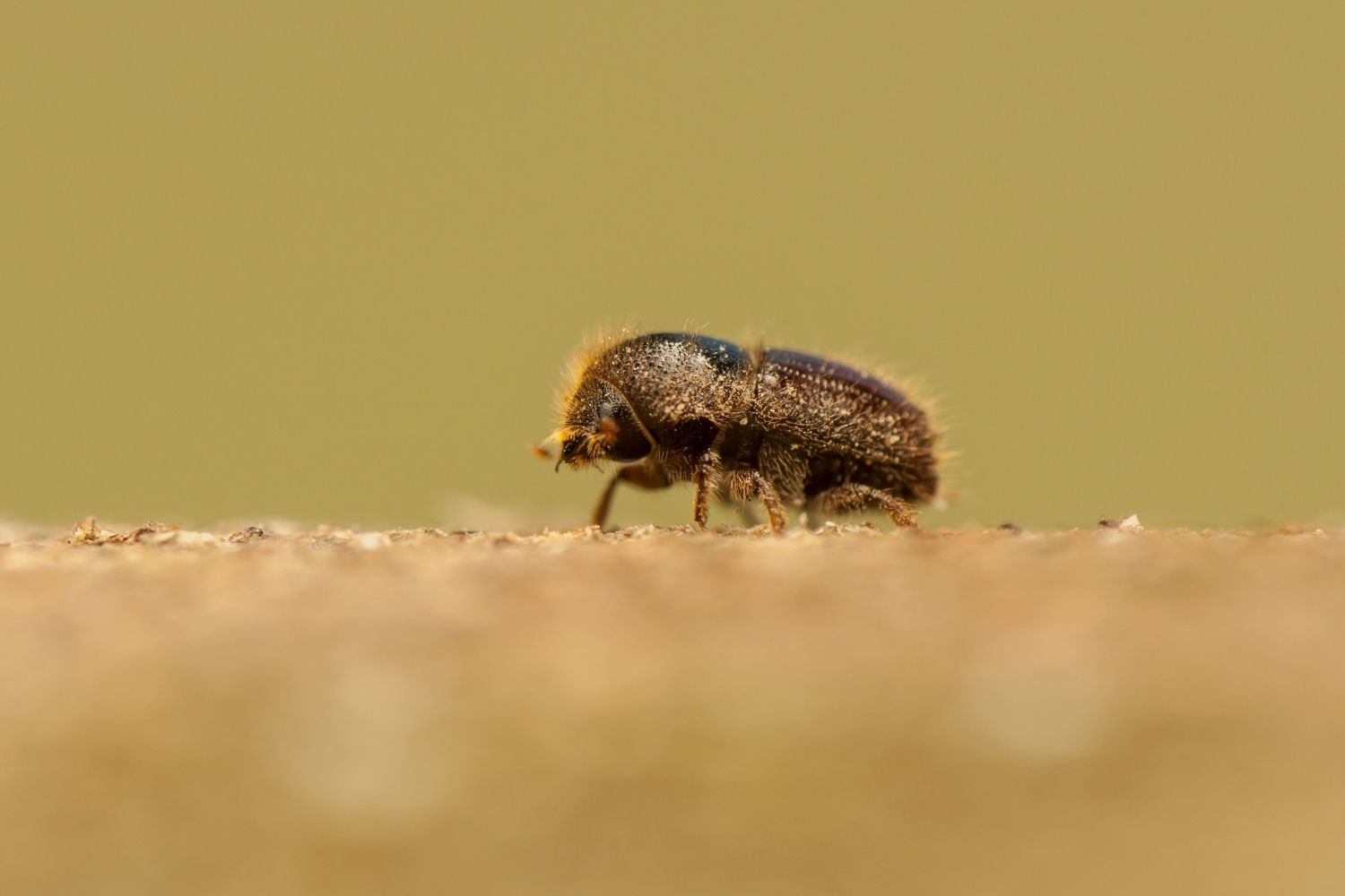 bark beetle typographer 2