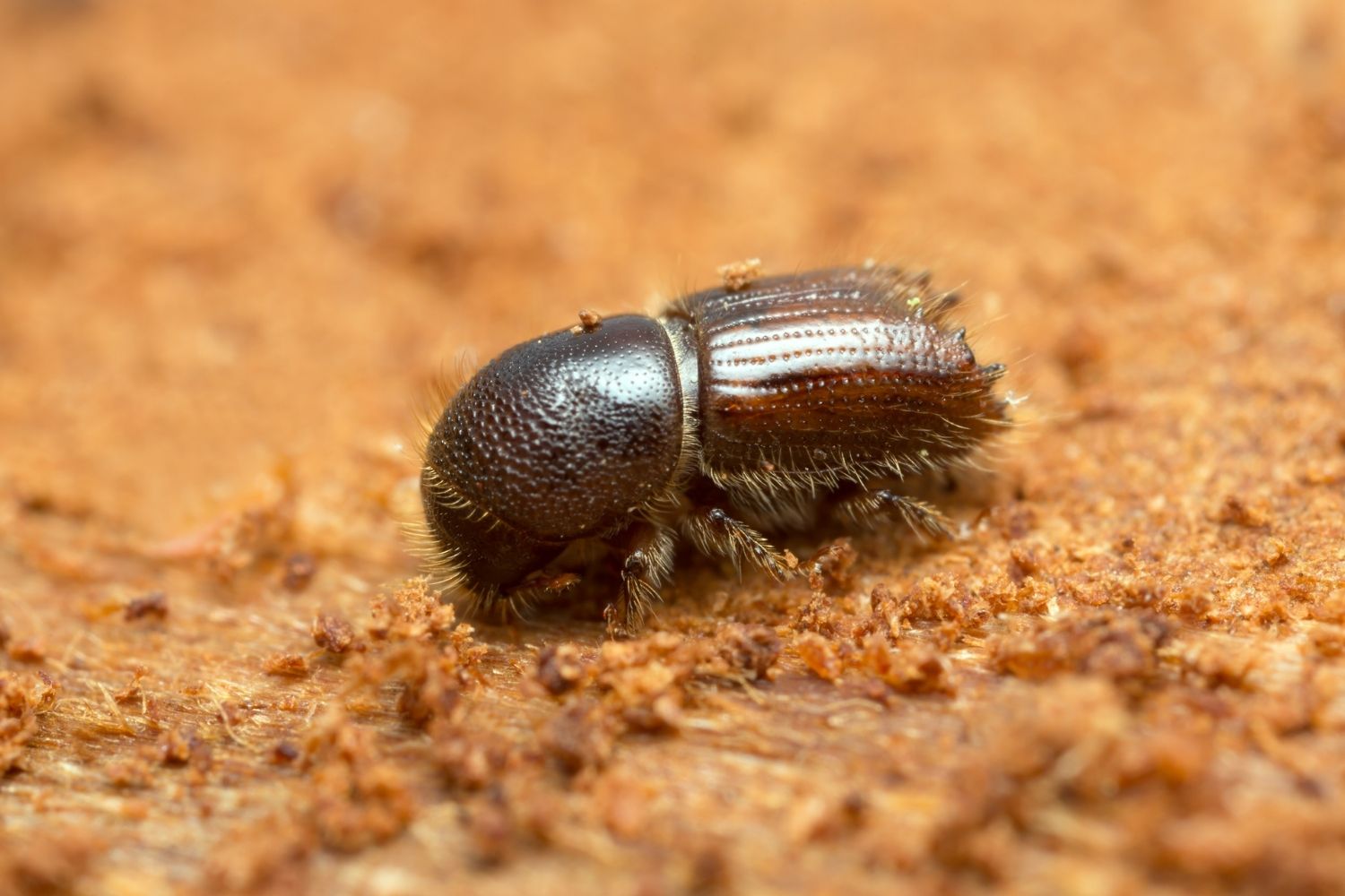 bark beetle printer 3