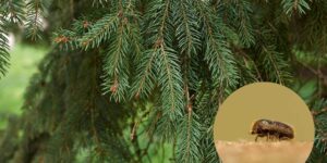 Bark beetle, the beetle that threatens spruce trees in Northern Italy