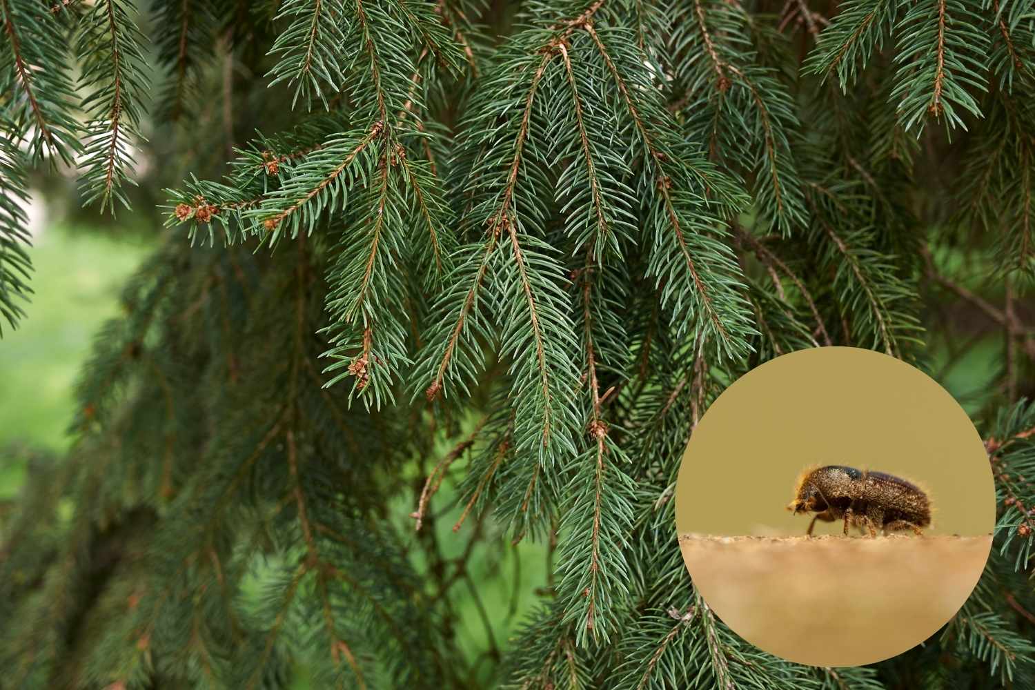 abete rosso bostrico tipografo