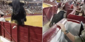 508 kilo bull jumps the fence and ends up in the audience: terror at the Murcia bullfight