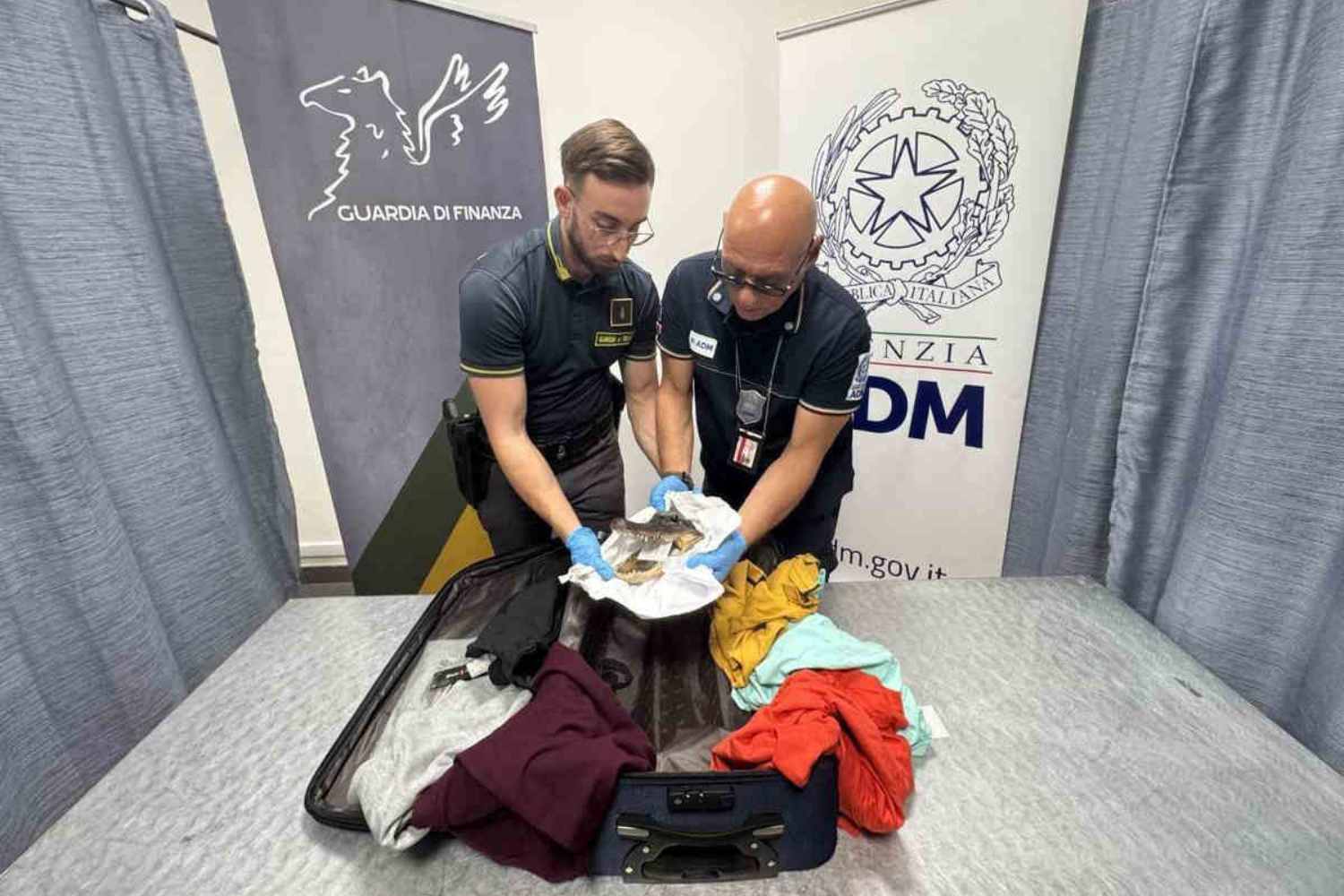 A crocodile head seized at Turin airport: the horror of illegal trafficking of protected species does not stop