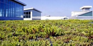 A “green roof” is growing on top of Ford’s largest plant: saving energy and protecting birds