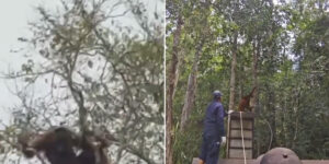A mother orangutan and her cub saved from the fires in Borneo: the emotional images of their release in a sanctuary