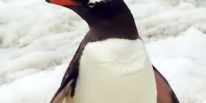 A new species of penguin discovered after more than 100 years (which already risks extinction)
