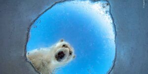 A polar bear seen by a seal and more, the exhibition with the 100 most incredible nature photos of the year arrives in Milan
