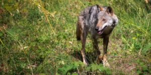 A wolf captured in the Bari countryside: her pack is wanted after the attack on a little girl
