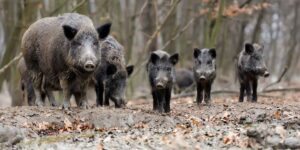 African swine fever spreads to 20 municipalities north of Rome: stop picnics (and mayors ask for wild boars to be killed)